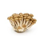 hokto brown mushroom